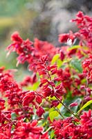 Salvia splendens 'Jimi's Good Red' - Scarlet sage 'Jimi's Good Red' in autumn. 