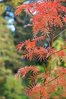 Sorbus ulleungensis 'Olympic flame' 