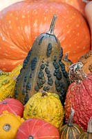 Cucurbita pepo - Pumpkin, Gourds and Squash - display 