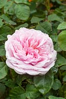 Rosa 'Eustacia Vye' - English shrub rose