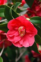 Camellia japonica 'Clarise Carleton'