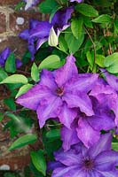 Clematis 'The President' against a brick wall. 