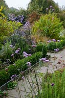 Looking down the pathway where the last of the Verbena bonariensis picks up the michaelmas daisies, Aster cv. coming into flower behind it.