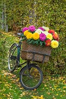 Chrysanthemums Dorridge Crystal, Amy Lauren, Laser, New Stylist and Evesham Vale in a bicycle basket
