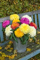 Chrysanthemums Dorridge Crystal, Amy Lauren, Laser, New Stylist and Evesham Vale in a bucket on a bench