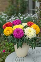 Chrysanthemums Dorridge Crystal, Amy Lauren, Laser, New Stylist and Evesham Vale