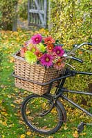 Chrysanthemums Tula Green, Purple, Sharletta, Improved in a bicycle basket