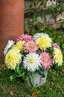 Chrysanthemums Patricia Miller Cream, Deep Rose and White in a container