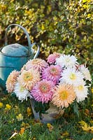 Chrysanthemums Patricia Miller White, Apricot and Rose in a container