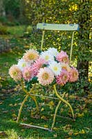 Chrysanthemums Patricia Miller White, Apricot and Rose on a chair