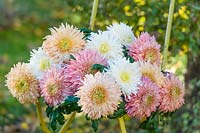 Chrysanthemums Patricia Miller White, Apricot and Rose on a chair