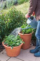 Woman using a watering can to water the newly planted pot