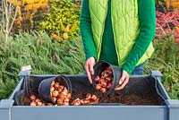 Woman adding Tulip bulbs to raised bed container in Autumn