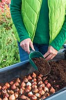 Woman adding compost to cover Tulip bulbs using a compost scoop