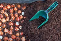 Tulips bulbs in raised bed being covered with compost in Autumn