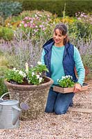 Woman adding white Viola bedding plug plants to the top layer of the pot