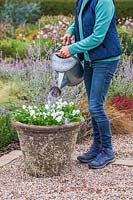 Woman using a watering can to water the newly planted container