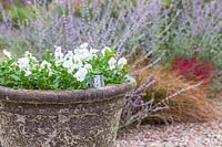 Newly planted container with white Violas in gravel garden