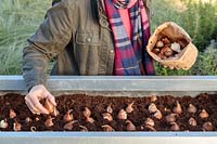 Woman adding a mix of two different Tulip bulbs