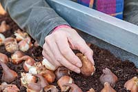 Woman adding a mix of two different Tulip bulbs to galvanised container