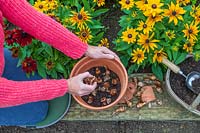 Woman pottings up daffodil bulbs into terracotta pot in Autumn