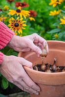 Woman potting up daffodil bulbs into terracotta pot in Autumn