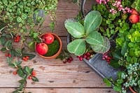Autumnal display with houseplants in metal tray, foliage houseplants, hawthorn berries and crab apples.
