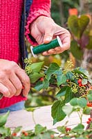 Woman using floristry wire to fasten Ivy - Hedera to wreath