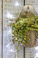 Peperomia prostrata in metal wall hanger with fairy lights