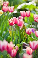 Tulip 'Wirosa'