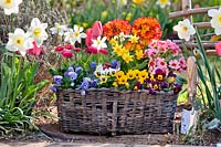 Basket filled with pansies, tulips, daffodils, primroses and bellis.