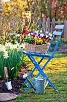 Basket filled with bellis, pansies and grape hyacinths on a chair