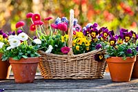 Floral arrangement in a basket with Bellis, Viola - Pansy and Grape Hyacinth, small pots of bedding nearby