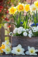 Floral arrangement with mixed Narcissus - Daffodil, Viola - Pansy, Muscari - Grape Hyacinth and Bellis