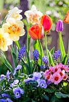 Narcissus - Daffodil, Tulipa - Tulip, Primula - Primrose, Muscari - Grape Hyacinth and Viola - Pansy 
