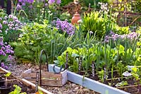Kitchen garden with Leek, Spinach, Parsley and Onion in raised beds and herb garden with Chive and Welsh Onion beyond 