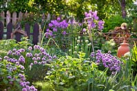 Salvia verticillata - Lilac Sage, Allium fistulosum - Welsh Onion and Allium schoenoprasum - Chive - in herb garden 