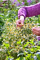 Picking Chamomile - flowers