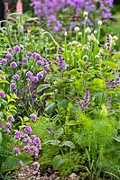 Foeniculum vulgare - Fennel, Salvia verticillata - Lilac Sage, Allium schoenoprasum - Chive and Allium fistulosum - Welsh Onion