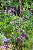 Mixed planting with Lychnis coronaria - Rose Campion, Chives and Salvia nemorosa in a vegetable garden