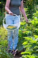 Woman picking Courgettes