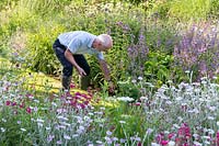 Graham Watts labelling plants in his garden at Dale Farm, next to Salvia forsskaolii, with Rose campion and Penstemons.
