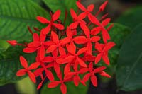 Ixora chinensis - Chinese ixora flower cluster 