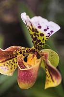 Paphiopedilum 'Acclamation' - Slipper Orchid flowerhead 