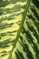 Decorative leaf of Dieffenbachia - Dumb Cane - detail of main vein and variegated markings