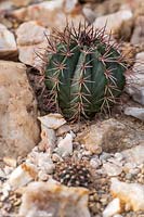 Melocactus azureus - Turk's Cap Cactus - growing amongst stones 