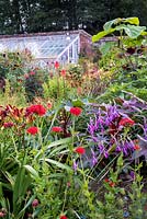 Herbaceous border with view to greenhouse. Plants include Lychnis chalcedonica, Kniphofia and Dierama pulcherrium