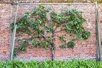 Prunus avium - Cherry tree espaliered against wall with net protection