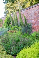 Echium pininana growing against wall in herb garden