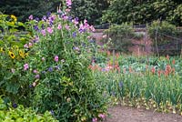 Lathyrus odorata - Sweetpeas growing on tripod in the vegetable garden